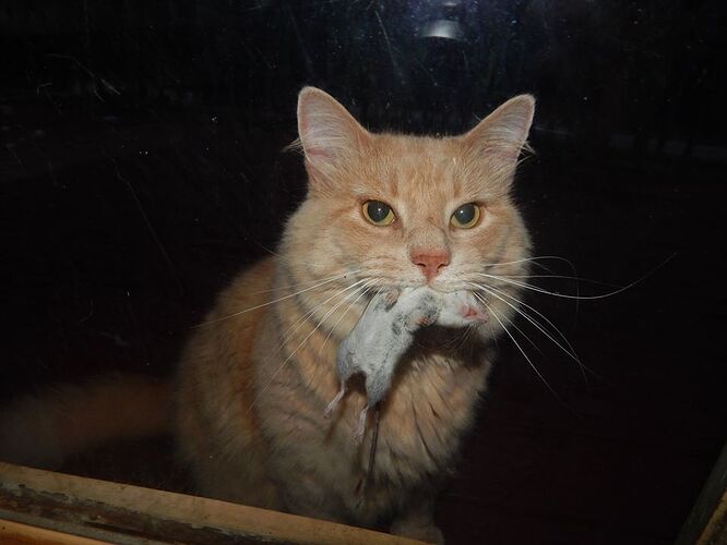 mouse1