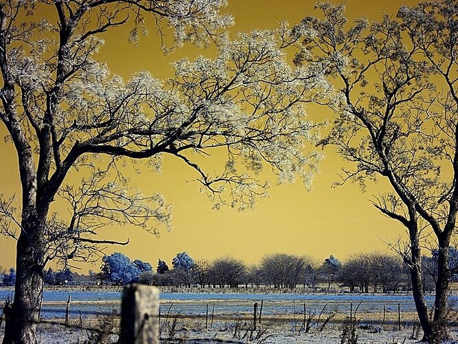 winter-frontier-digital-day-black-gold-seasons-icy-sunset-leaves-colors-photoshop-fields-branches-plants-nature-illusion-awesome-ice-wallpaper-national-geographic