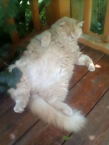 cats9