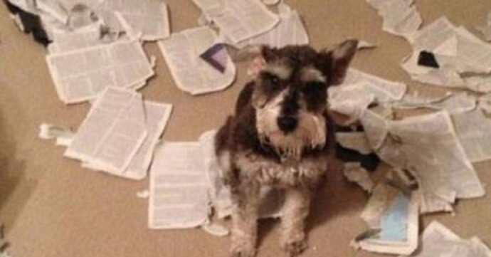 CF_60610_8ede7e94ea2444809e1640c38d677e1e_perros_se_lo_juro_profesor_que_mi_perro_se_comio_los_deberes_en_serio_thumb_fb