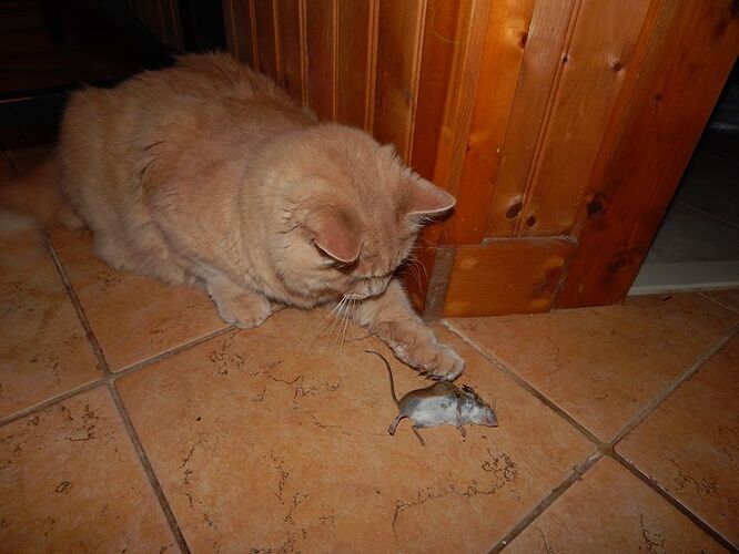 mouse2