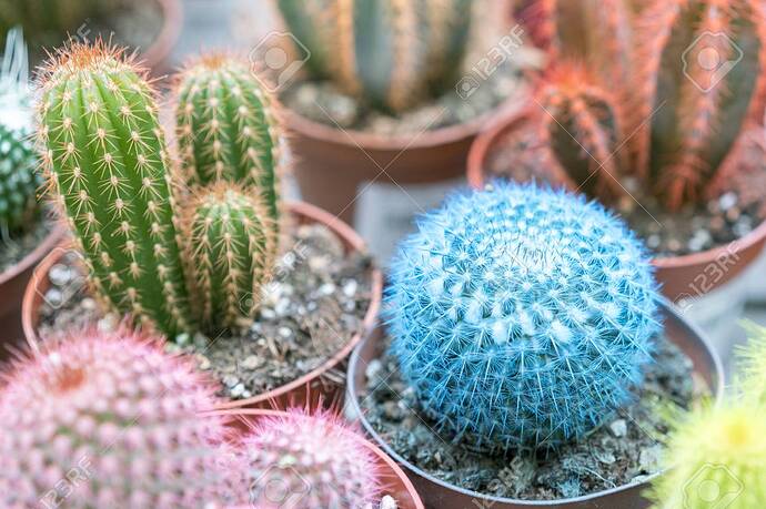 102387736-small-multi-colored-cacti-in-pots-pink-cactus-blue-cactus-