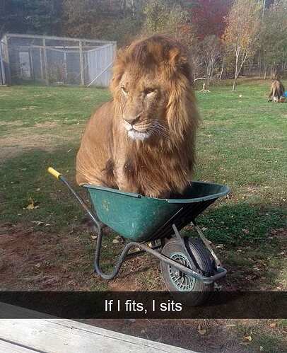lion