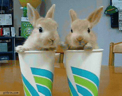 bunnycups