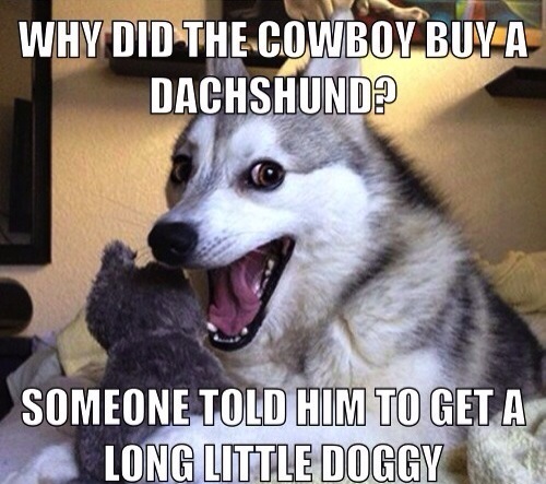 pun-dog-pun-husky-06