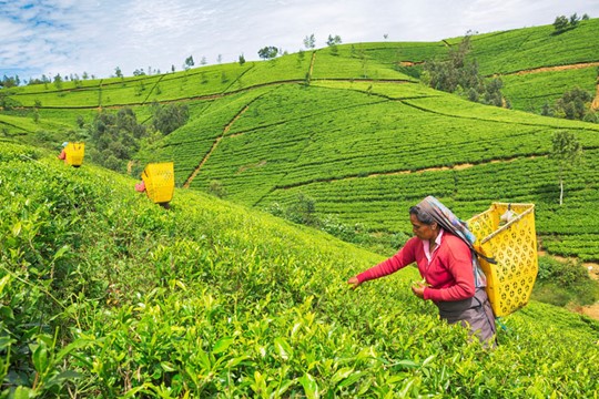 ceylon