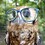 Owlkin