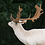 TheWhiteStag